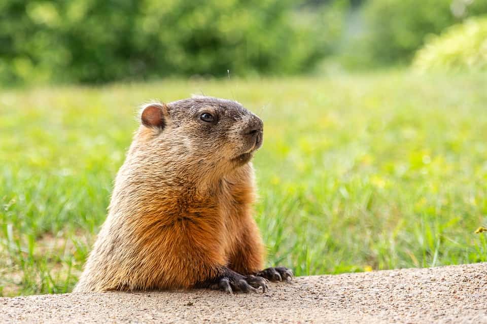 marmotte